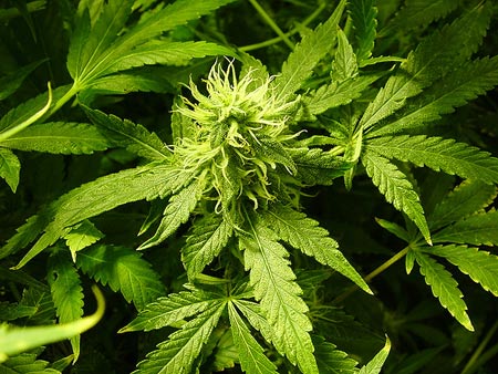 Mary Jane Cannabis